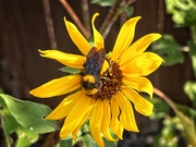 11th Jul 2023 - The Bumble Bee