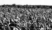 11th Jul 2023 - corn