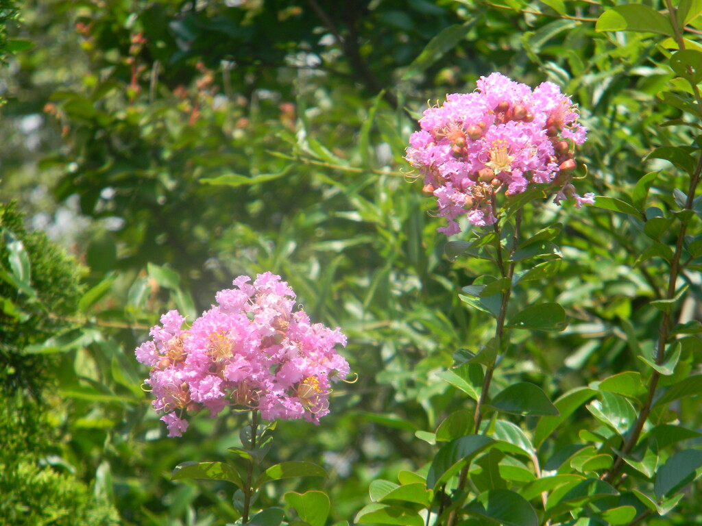 Pink Crepe Myrtle Flowers  by sfeldphotos
