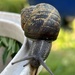 Snails Pace by shepherdman