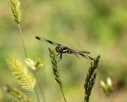 7th Jul 2023 - dragonfly