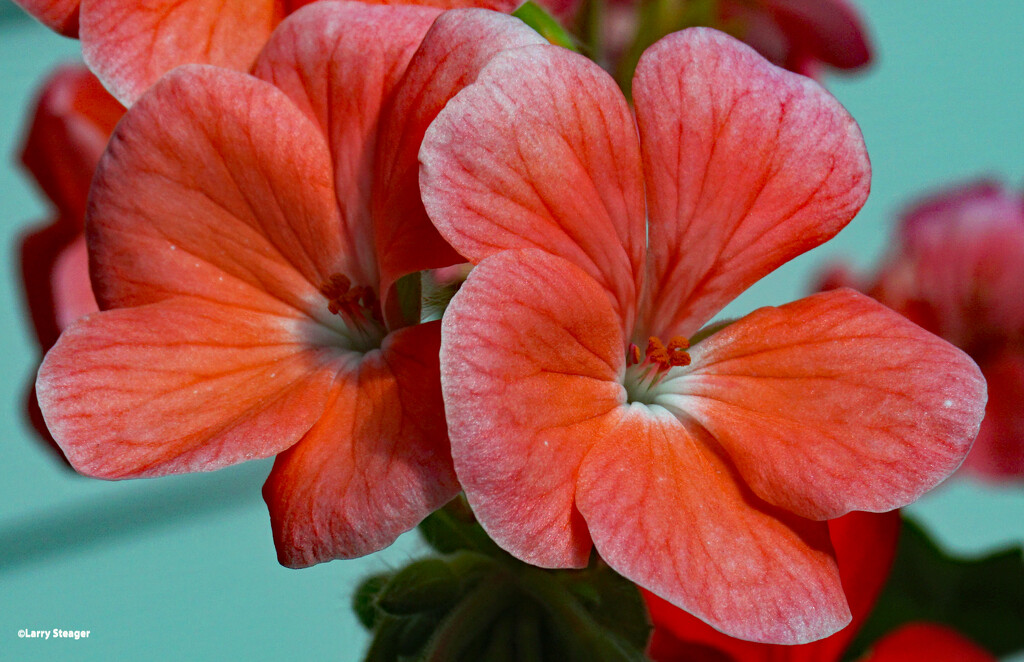 Geranium bloom by larrysphotos