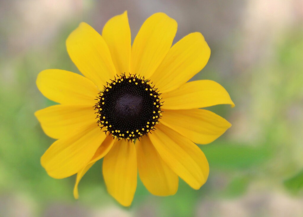 Black-Eyed Susan by paintdipper