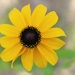 Black-Eyed Susan by paintdipper