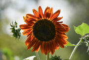 7th Jul 2023 - My Favorite Shade Of Sunflower!