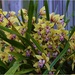 My Cymbidium Orchid Time Again ~  by happysnaps