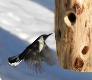 19th Jan 2019 - White-breasted Nuthatch