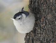 20th Jan 2019 - White-breasted Nuthatch