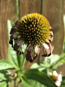 11th Jul 2023 - Coneflowers are done