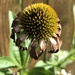 Coneflowers are done by metzpah