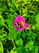 11th Jul 2023 - Cozy bee