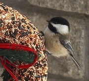 24th Jan 2019 - Chickadee