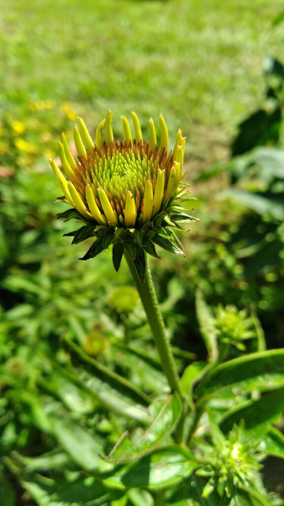 Cone Flower by julie