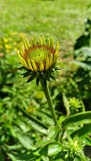 11th Jul 2023 - Cone Flower