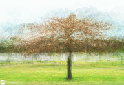 12th Jul 2023 - Autumn tree