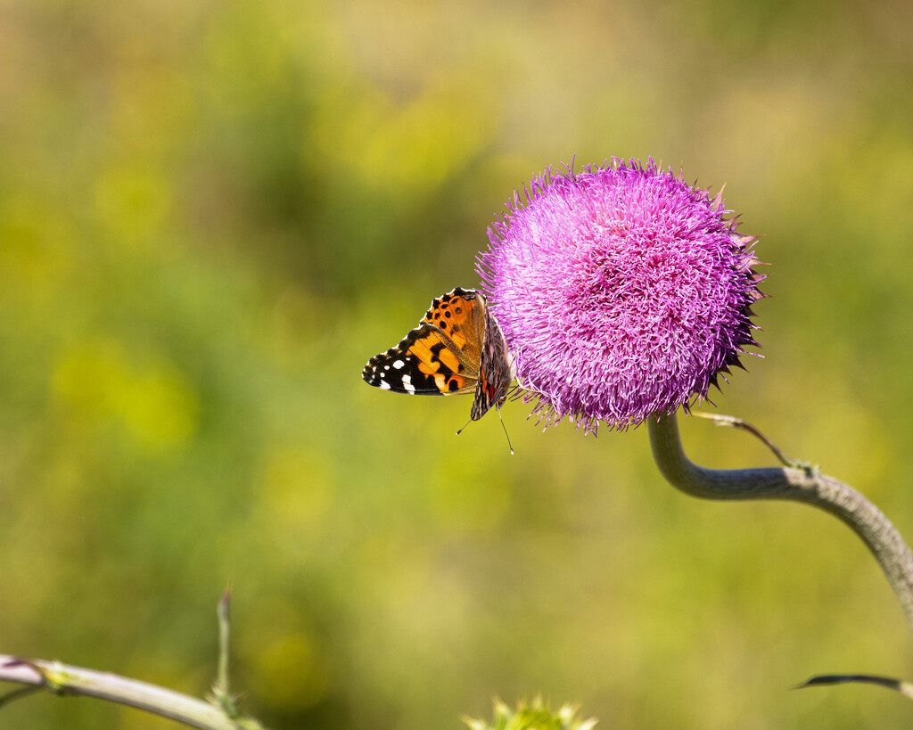 visiting a thistle by aecasey