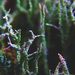 lichen world by kali66