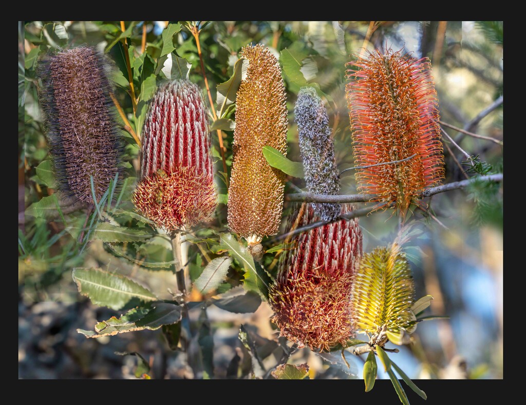 Banksia collage by pusspup