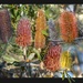 Banksia collage by pusspup