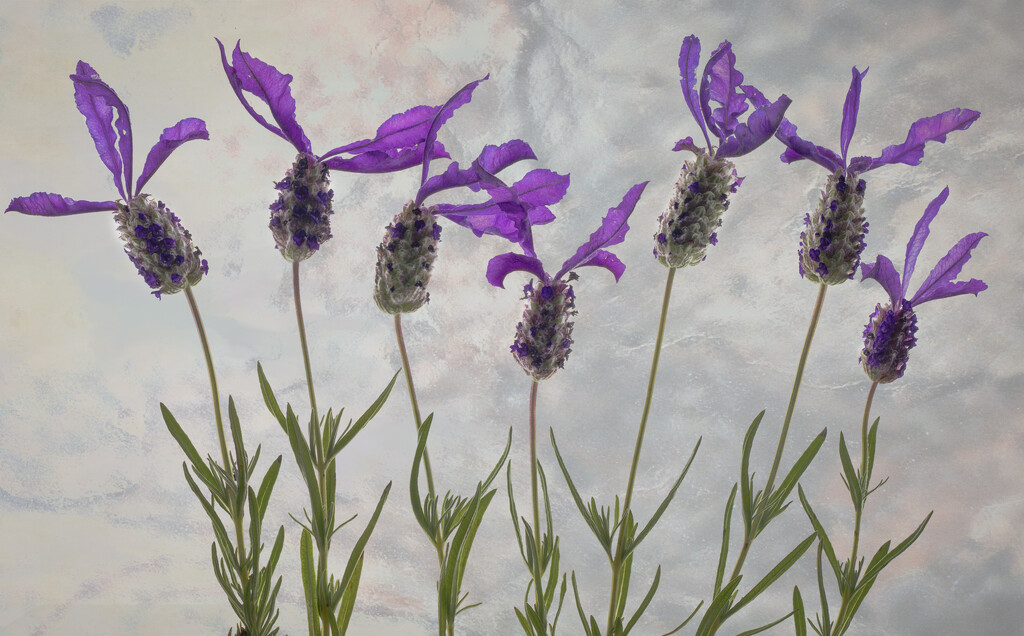 Lavender by 365projectclmutlow