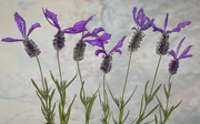 12th Jul 2023 - Lavender