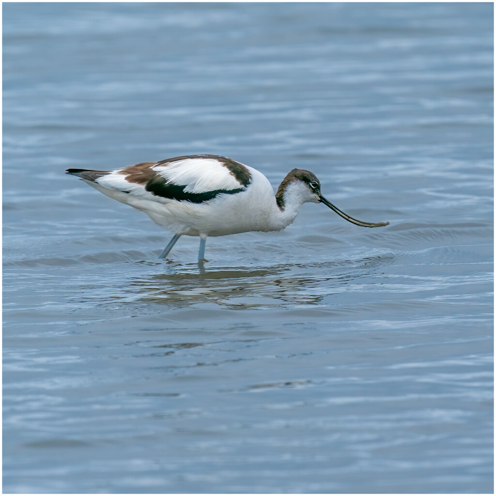 Avocet by clifford