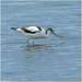 Avocet by clifford
