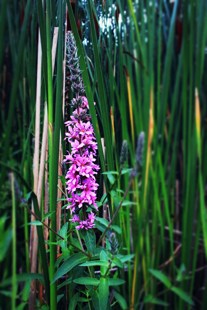 A Splash of Purple by juliedduncan