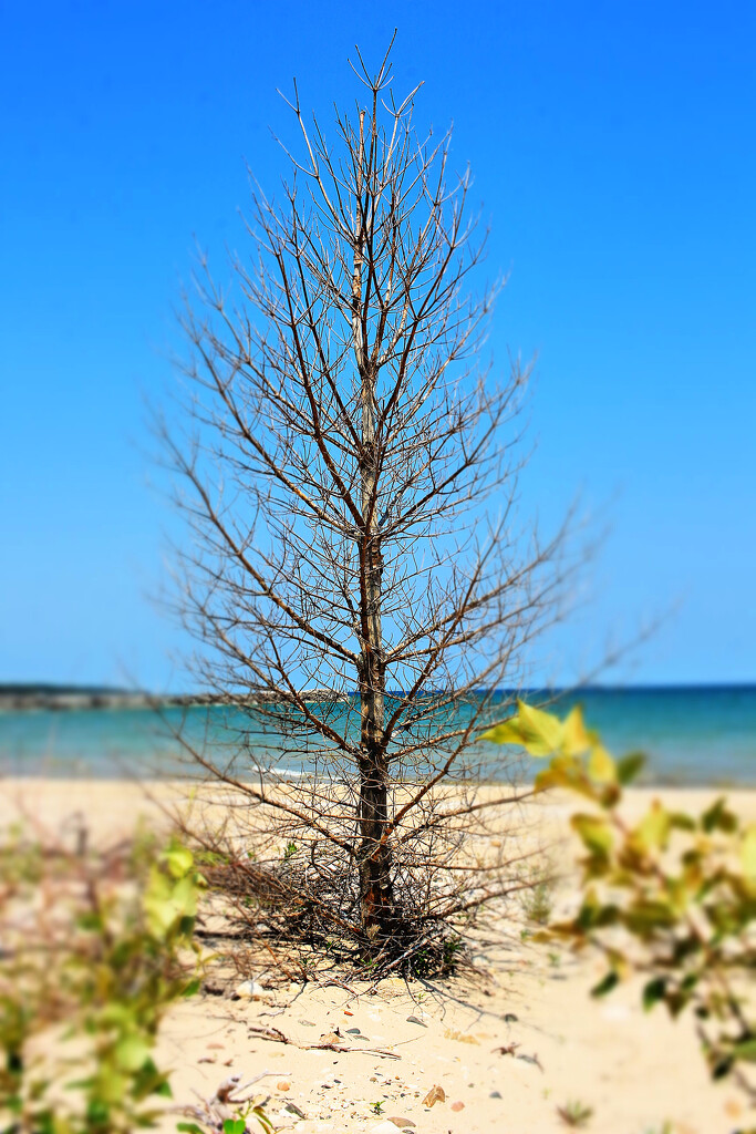 Wind and Sand by juliedduncan