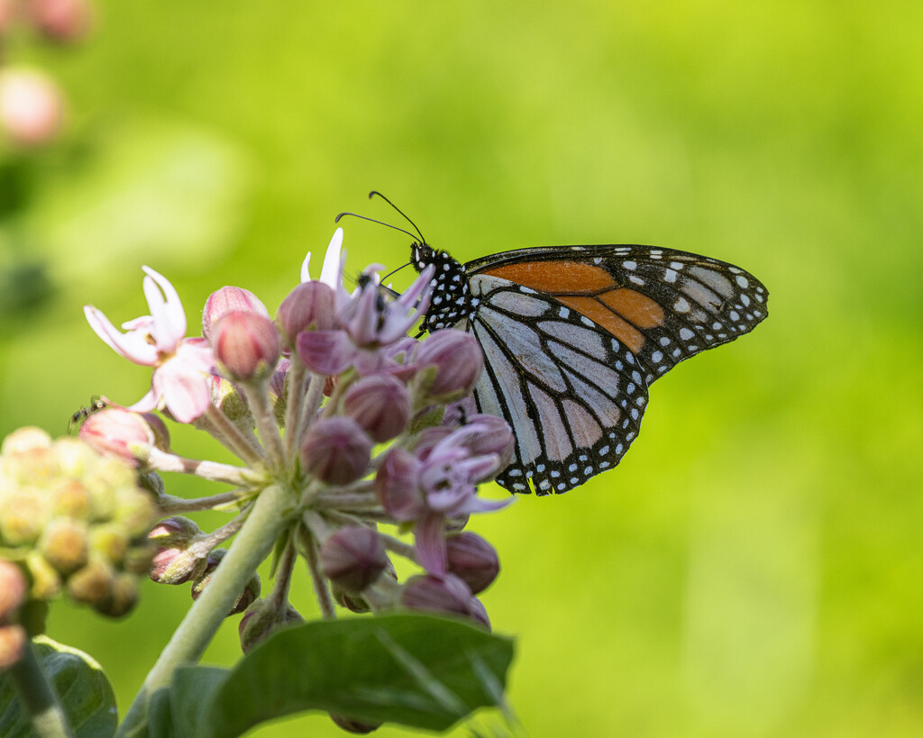 monarch on milkweed by aecasey