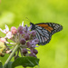 monarch on milkweed by aecasey