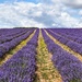 Lordington Lavender by wakelys