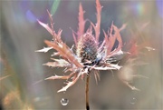 12th Jul 2023 - Sea holly........