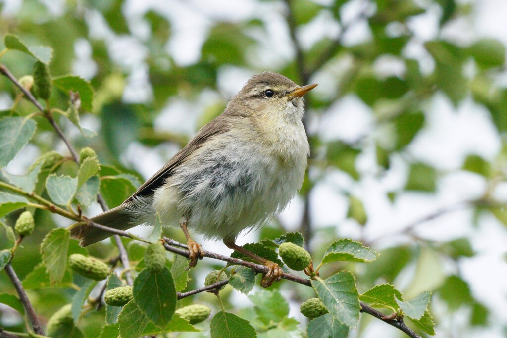 WILLOW WARBLER  by markp