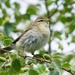 WILLOW WARBLER  by markp