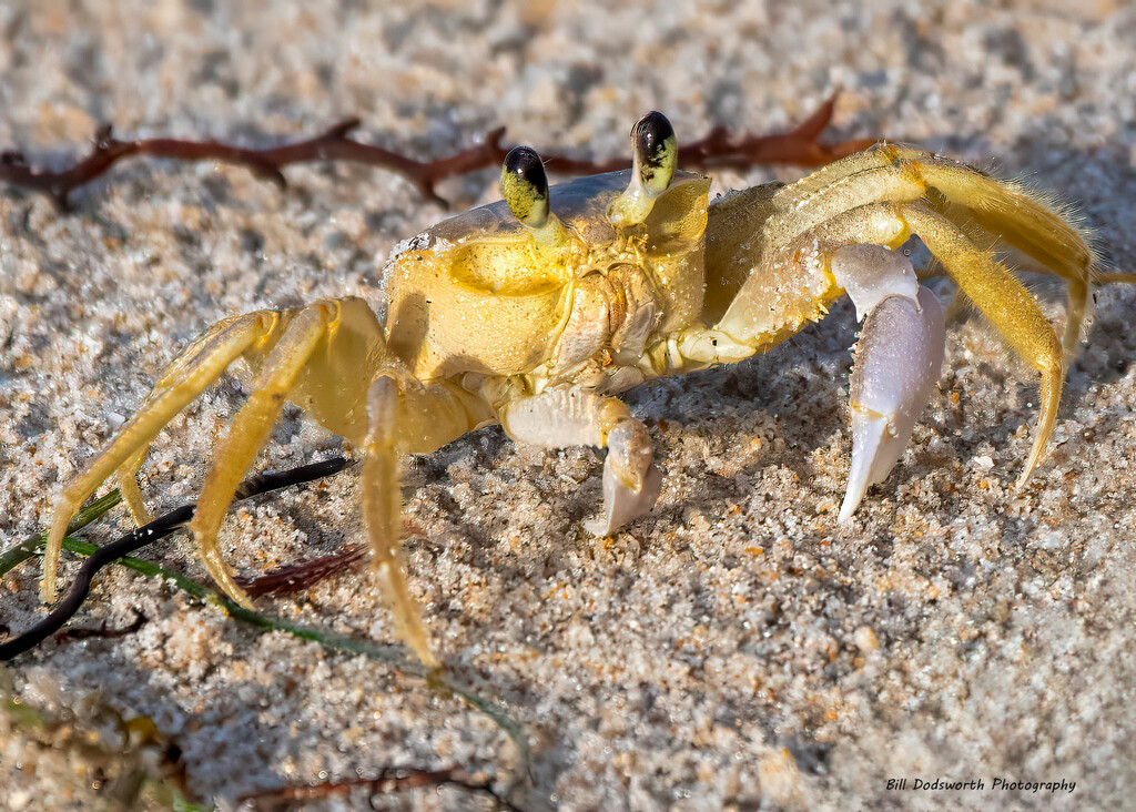 Ghost Crab by photographycrazy