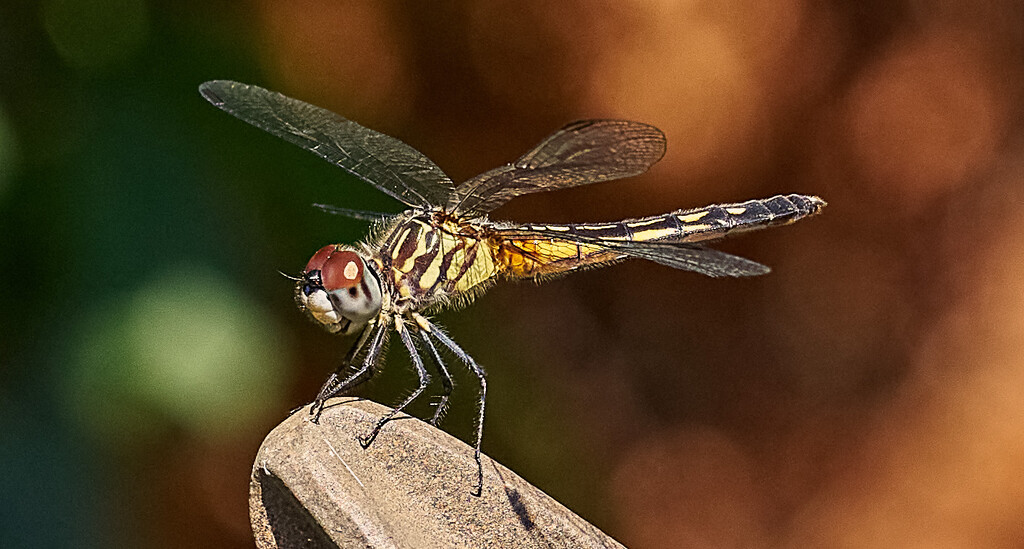 Dragonfly On Point by gardencat