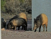 11th Jul 2023 - Jul 11 Javelinas