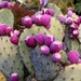 Jul 11 Prickly Pear fruit by sandlily