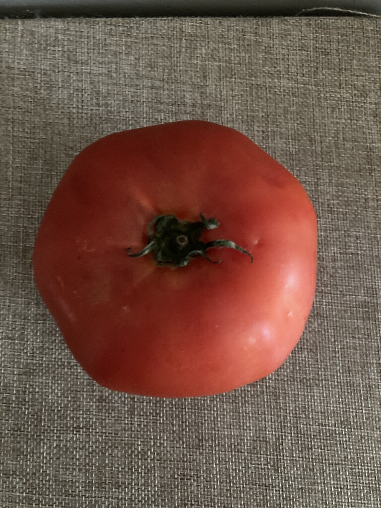 Tomato  by spanishliz