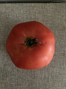 12th Jul 2023 - Tomato 