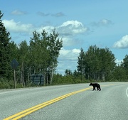 12th Jul 2023 - Bear Cub Alert