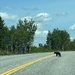 Bear Cub Alert by radiogirl
