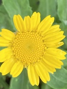 12th Jul 2023 - Yellow Flower