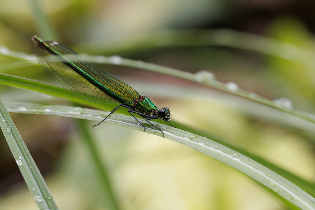 12 Beautiful demoiselle dragonfly by marshwader