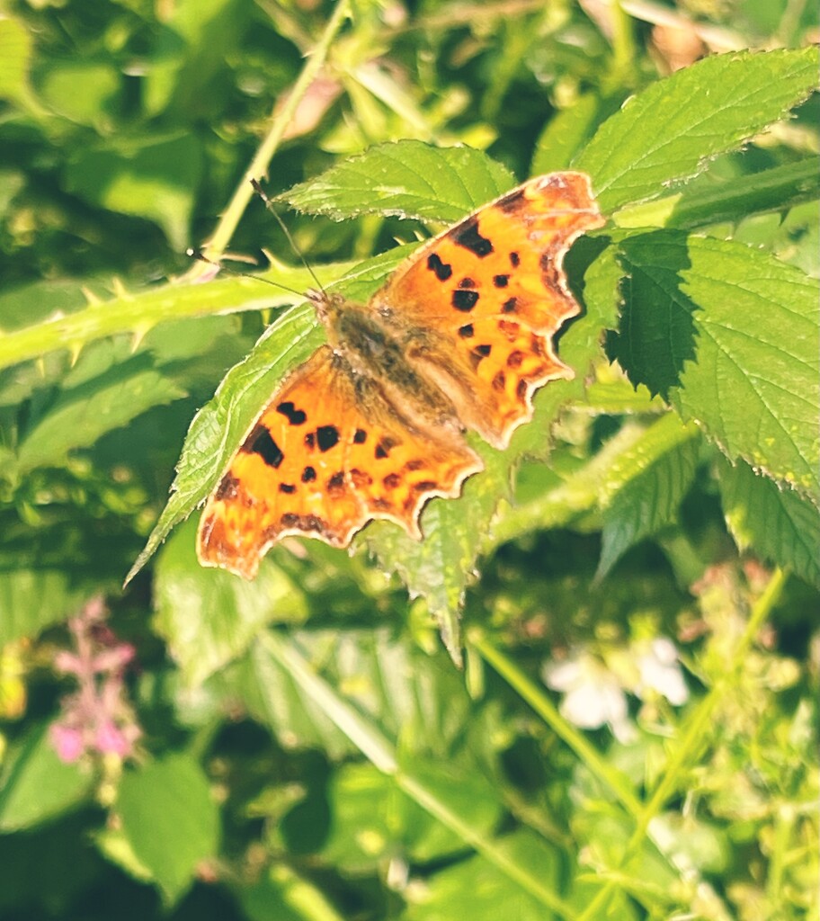Comma butterfly by tinley23