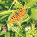 Comma butterfly by tinley23