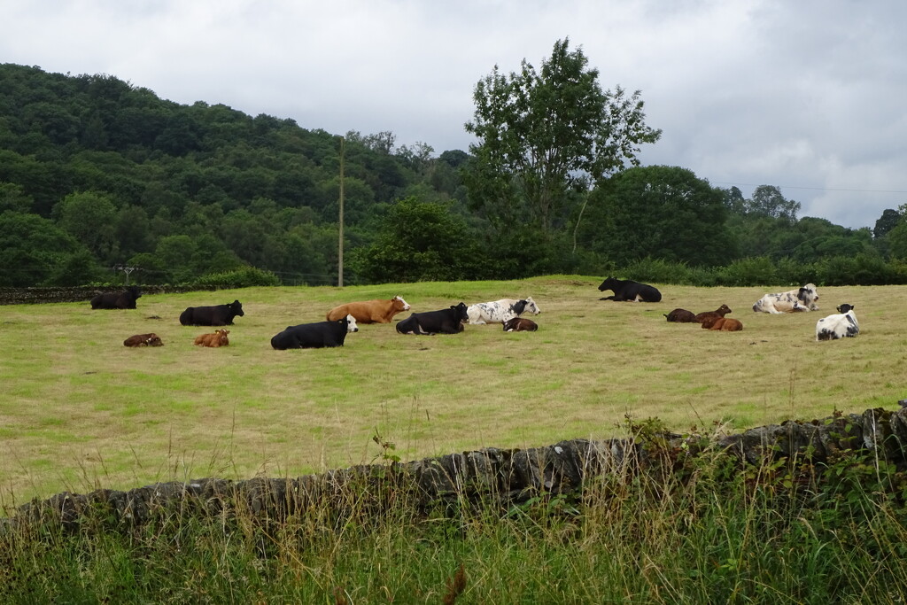queue cows  by anniesue