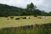 12th Jul 2023 - queue cows 