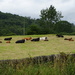 queue cows 